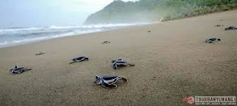 Sewa elf ke Pantai Sukamade