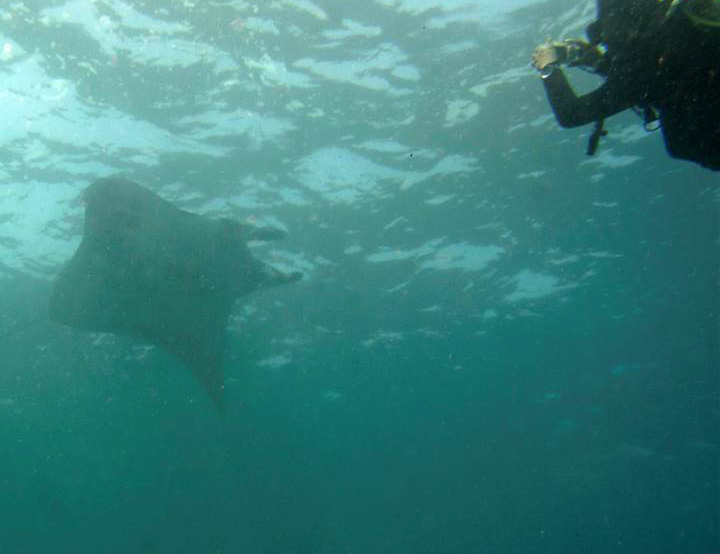 Manta Point Nusa Penida